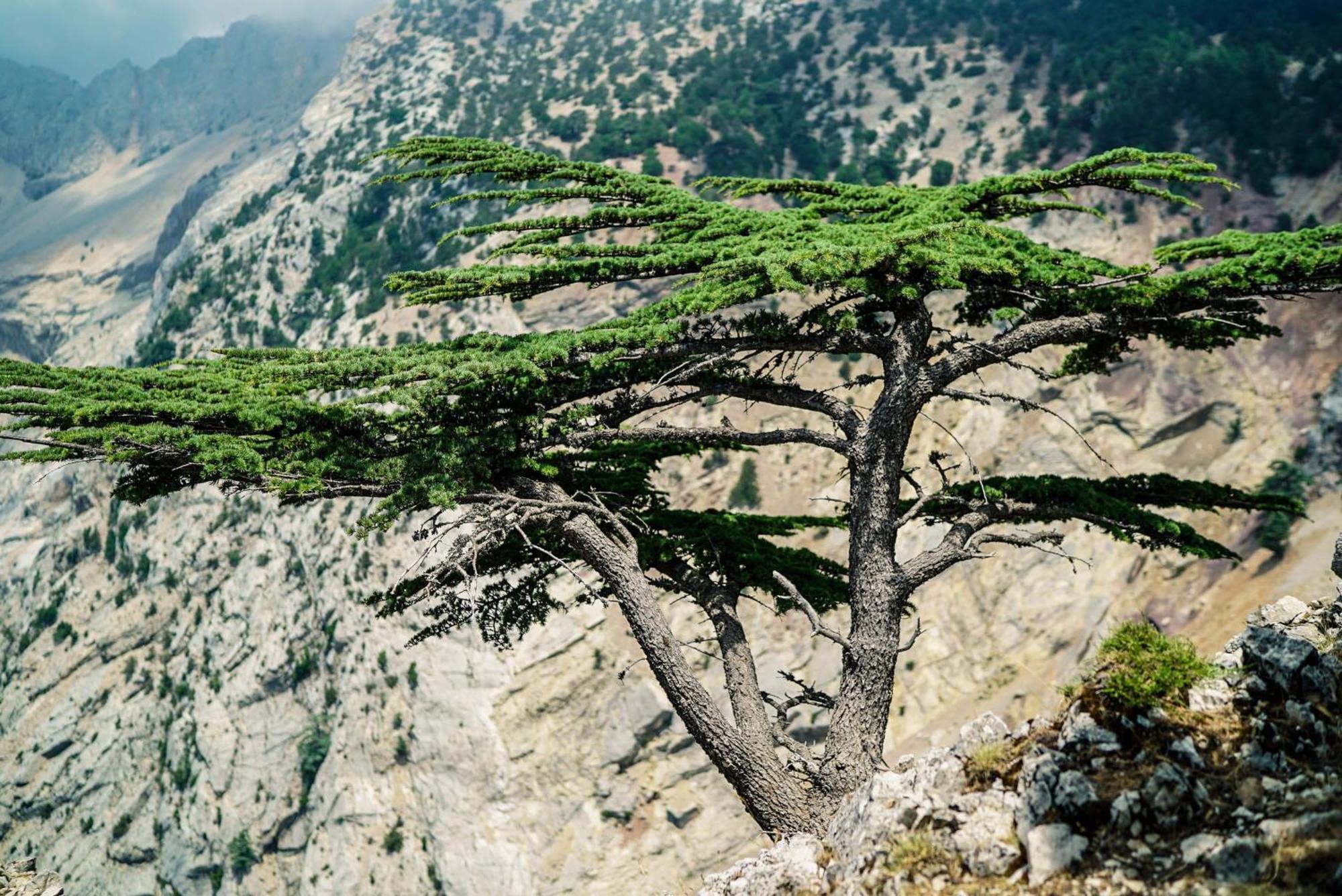 Babakamp Eco Ranch & Retreat Otel Ölüdeniz Dış mekan fotoğraf