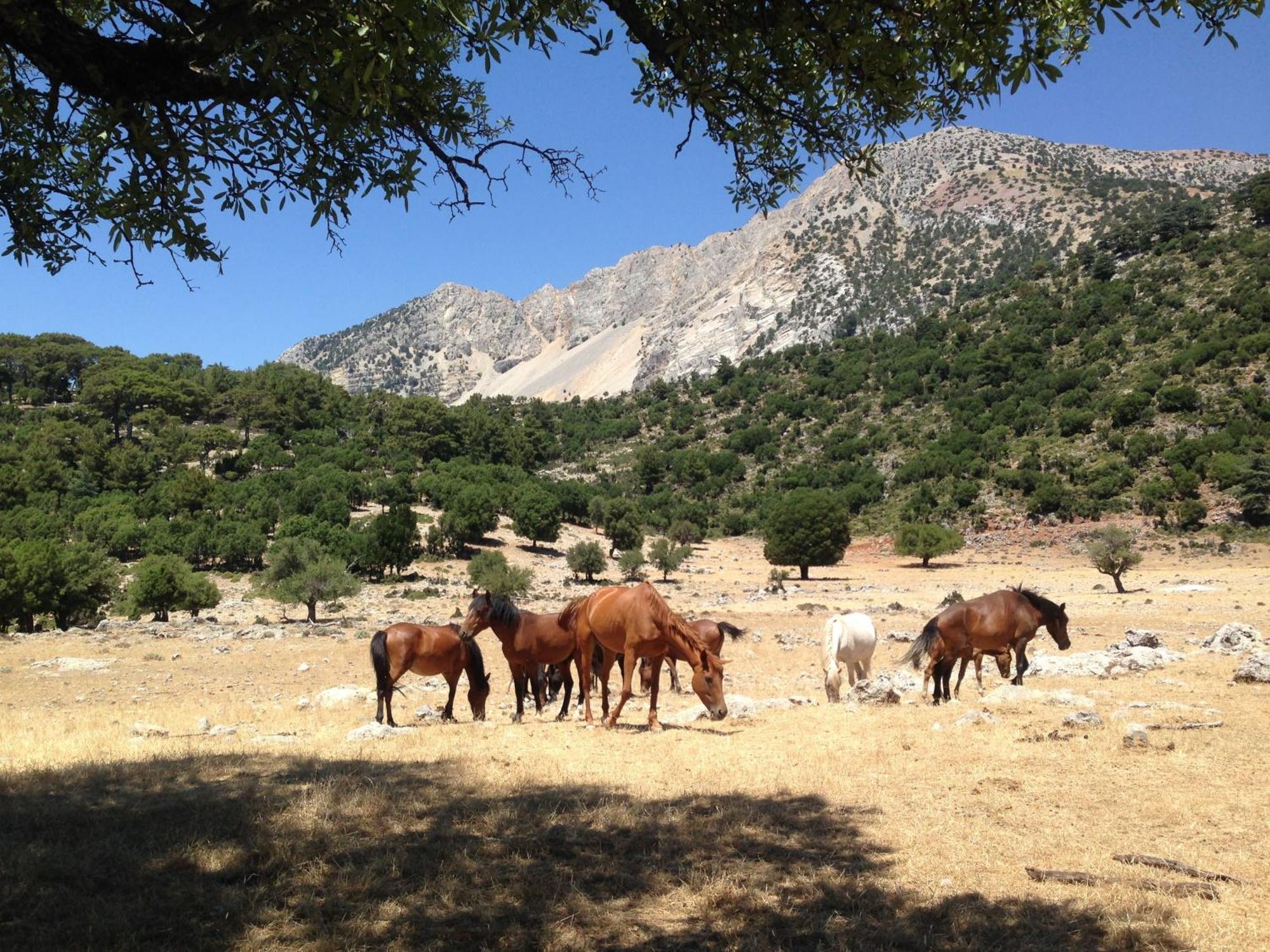 Babakamp Eco Ranch & Retreat Otel Ölüdeniz Dış mekan fotoğraf